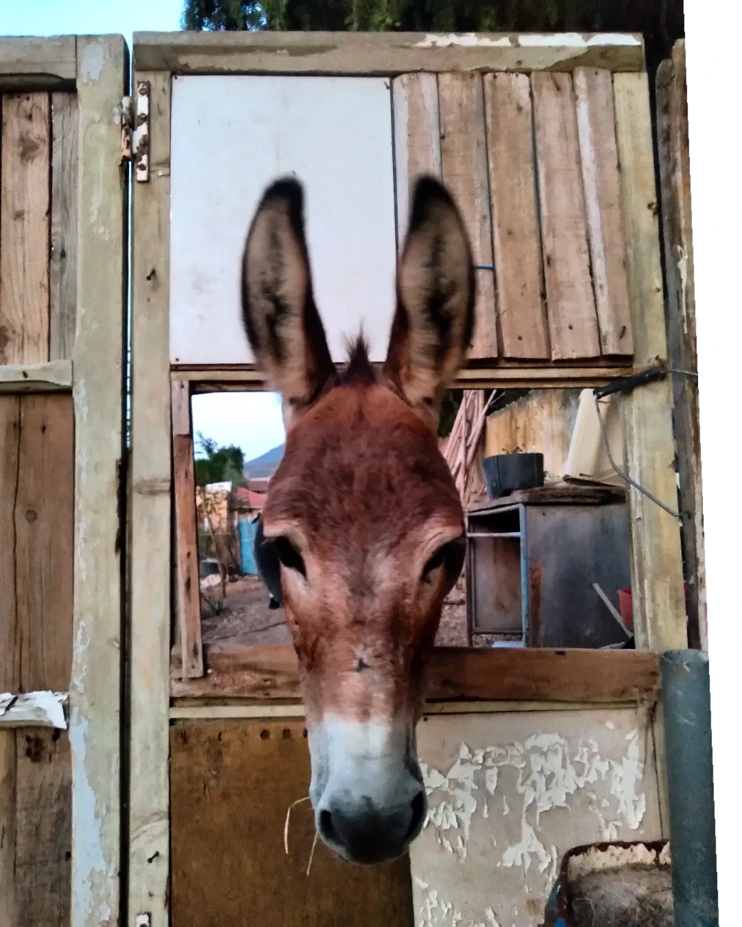 The Donkeys